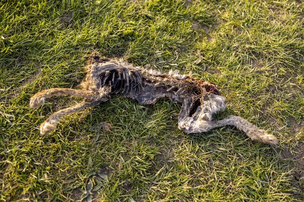 Cadáver Uma Égua Decapitada Com Espinha Patas Mostrando Faltando Cabeça — Fotografia de Stock