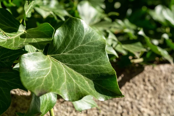 新鮮な緑のツタの選択的な焦点は太陽の下で葉 — ストック写真