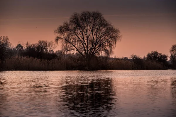 夕日の間 湖の近くに古い背の高い木の美しいショット — ストック写真