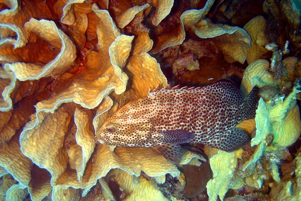 Sebuah Foto Close Grouper Terumbu Karang — Stok Foto