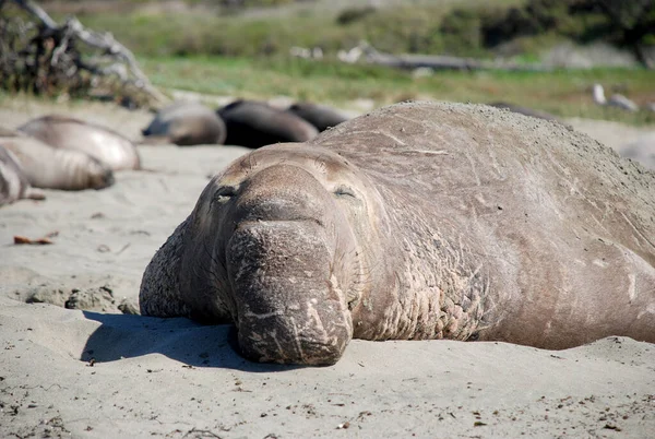 Mannelijke Zeeolifant Ligt Lui San Simeon Beach Californië — Stockfoto