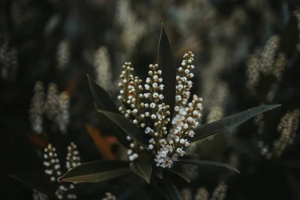 Eine Nahaufnahme Von Kleinen Weißen Blüten Baum Zwischen Grünen Blättern — Stockfoto