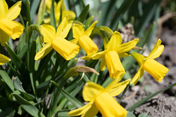 Vacker Påsklilja Blommor Trädgården — Stockfoto