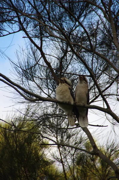 Eine Vertikale Aufnahme Von Zwei Lachenden Kookaburras Die Auf Einem — Stockfoto