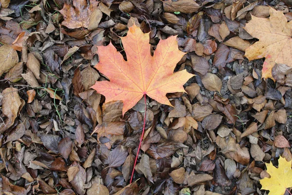 Top View Orange Maple Leaf Forest Floor — Stock Photo, Image