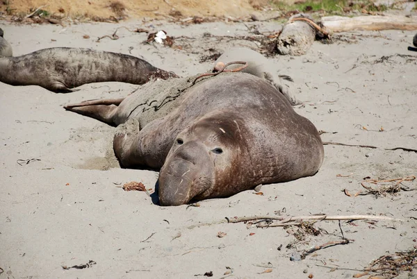 カリフォルニア州サンシメオンビーチに怠惰敷設オスの海象 — ストック写真