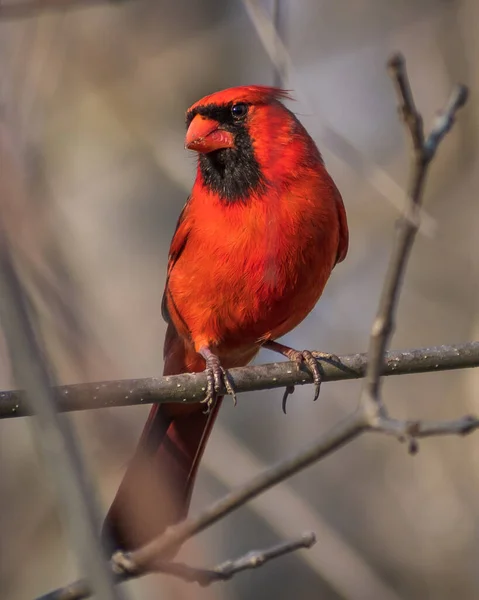 Eine Nahaufnahme Eines Roten Kardinalvogels Der Auf Einem Pflanzenzweig Hockt — Stockfoto