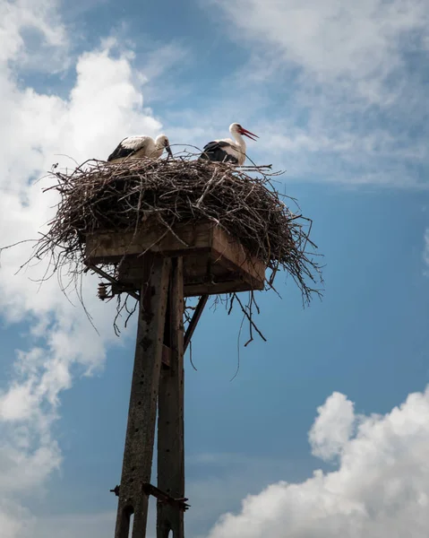 Eine Vertikale Aufnahme Von Störchen Einem Nest Vor Dem Wolkenverhangenen — Stockfoto