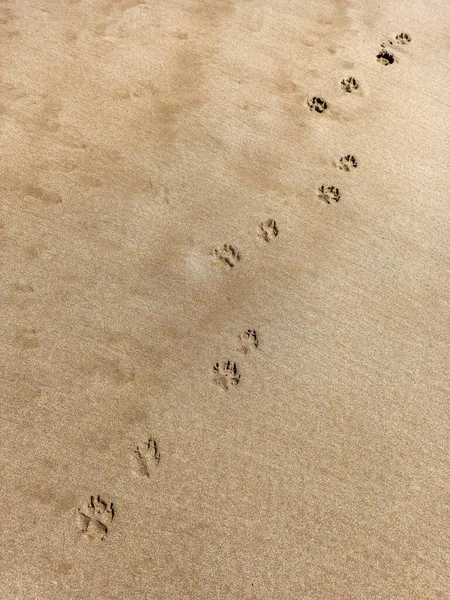 Pegadas Cães Rastreiam Trilha Areia Molhada Praia Dia Ensolarado Textura — Fotografia de Stock