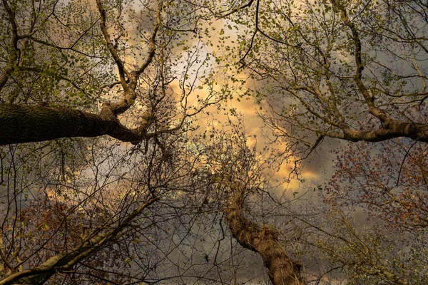 Ângulo Baixo Das Folhas Que Brotam Galhos Árvore Sob Céu — Fotografia de Stock