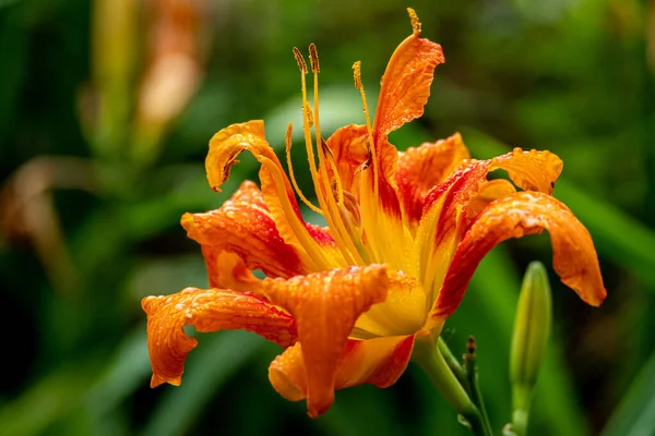 Closeup Shot Beautiful Orange Lily Dried Petals — Stock Photo, Image