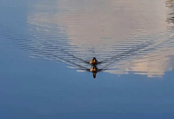 Adorable Mallardo Nadando Lago Bajo Luz Del Sol Cielo Azul — Foto de Stock