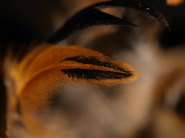 Eine Nahaufnahme Von Orangefarbenen Und Schwarzen Federn — Stockfoto