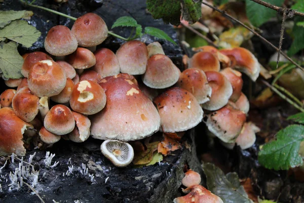 Egy Közeli Felvétel Sok Barna Gombáról Ami Erdőben — Stock Fotó