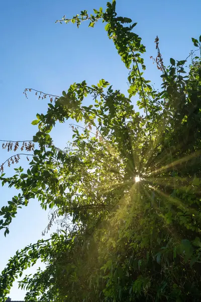 Taze Yeşil Yapraklar Mavi Güneşli Gökyüzünün Altındaki Ağaç Dallarında — Stok fotoğraf