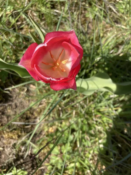 Una Vista Superior Tulipán Rojo Plena Floración — Foto de Stock