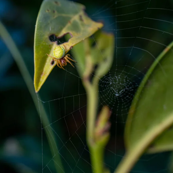 Primo Piano Ragno Verde Cetriolo Una Ragnatela — Foto Stock