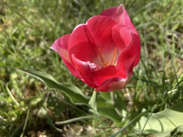Вибірковий Фокусний Знімок Червоного Тюльпана Повному Блу — стокове фото