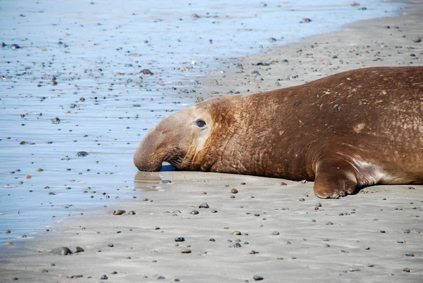 一头雄性海象懒洋洋地躺在美国加利福尼亚州圣西蒙海滩上 — 图库照片