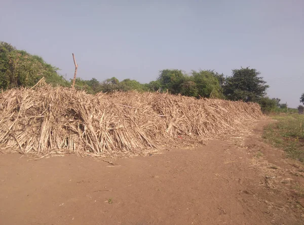 인도의 옥수수 다발의 — 스톡 사진