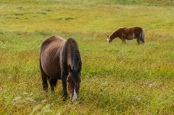 Par Caballos Salvajes Pastando Las Solitarias Llanuras Isla Pascua —  Fotos de Stock