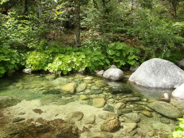 カリフォルニア州ウィスキータウン湖の近くにある丸い岩や緑の木の上に小川があり — ストック写真