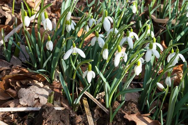 Een Mooie Sneeuwdruppel Bloemen Tuin — Stockfoto