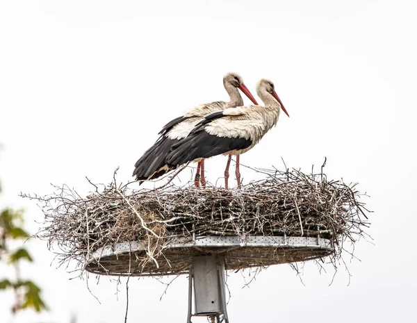 Zwei Störche Hockten Auf Einem Heunest Auf Einer Stange Unter — Stockfoto