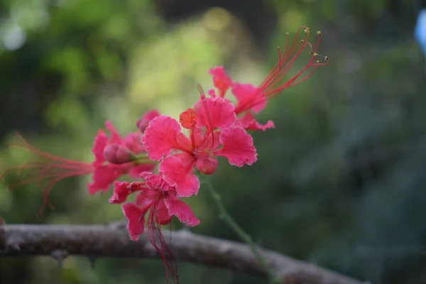 Lindas Flores Florescentes Poinciana Rosa Fundo Borrado — Fotografia de Stock