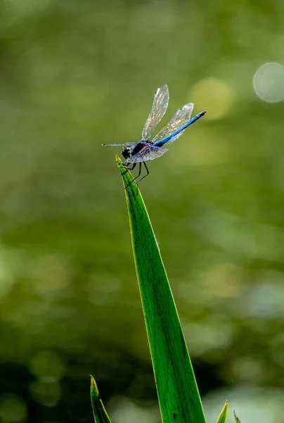 Eine Vertikale Selektive Fokusaufnahme Einer Libelle Auf Einem Gras — Stockfoto