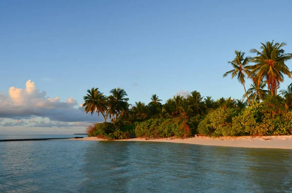 热带岛屿上的落日 沙滩上有棕榈树和灌木 — 图库照片