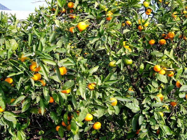 Tangerinas Maduras Frescas Uma Árvore Tangerina — Fotografia de Stock