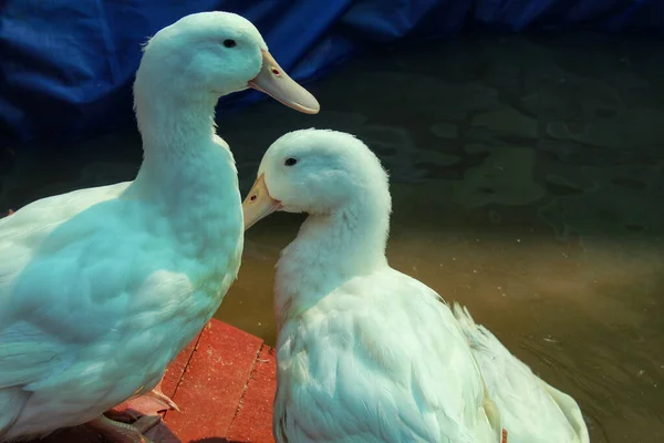 Closeup Shot White Ducks Lake — Stock Photo, Image