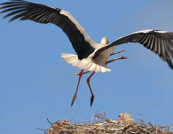 Closeup Shot Wild White Stork Long Red Legs Bringing Food — Stock Photo, Image