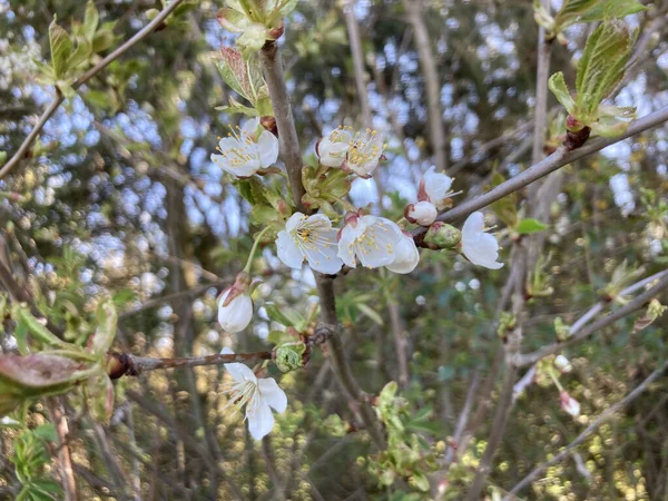 Ein Schöner Blick Auf Weiße Kirschblüten Auf Einem Baum — Stockfoto
