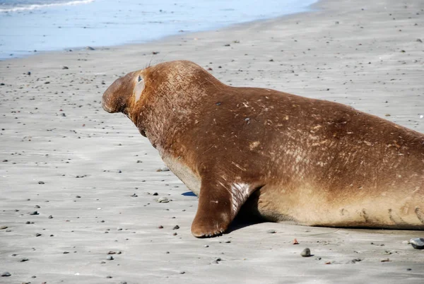 Mannelijke Zeeolifant Ligt Lui San Simeon Beach Californië — Stockfoto