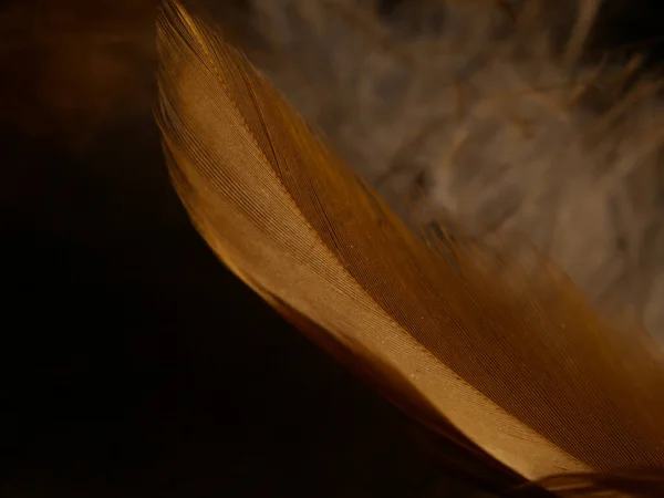 Closeup Shot Orange Feather Texture — Stock Photo, Image