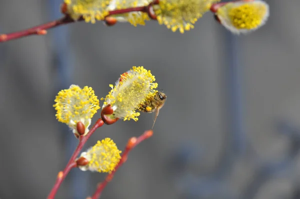 Селективный Фокус Пчелы Собирающей Пыльцу Растения Ветке Дерева — стоковое фото