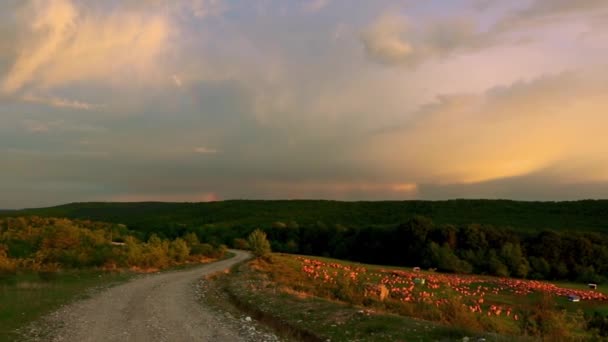 Prachtige Zonsondergang Het Bos — Stockvideo