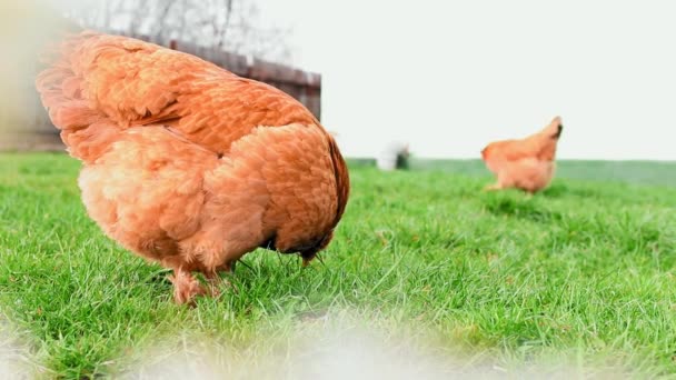 Ayam Merumput Tanah Pada Hari Musim Panas — Stok Video