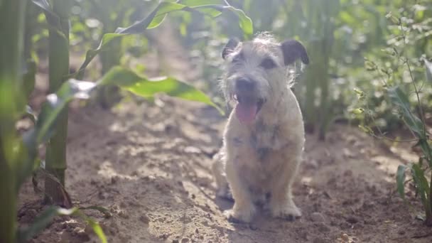 Lindo Perro Tener Diversión Aire Libre Verano Día — Vídeos de Stock