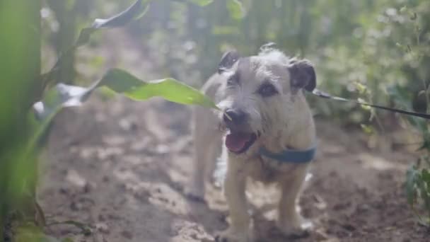 Милий Собака Розважається Відкритому Повітрі Літній День — стокове відео