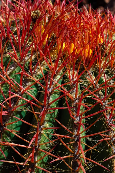 Tiro Close Espinhos Vermelhos Ferocactus Planta Com Botões Flores Amarelas — Fotografia de Stock