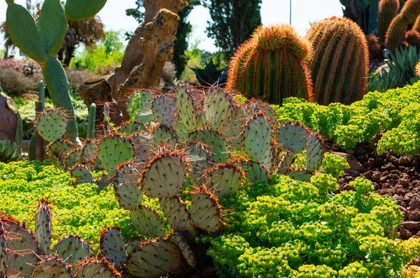 Vue Naturelle Plante Cactus Engelmans Poussant Dans Jardin Botanique — Photo