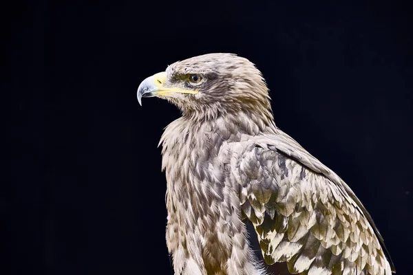 Een Close Opname Van Een Gouden Adelaar Kijkend Naar Iets — Stockfoto