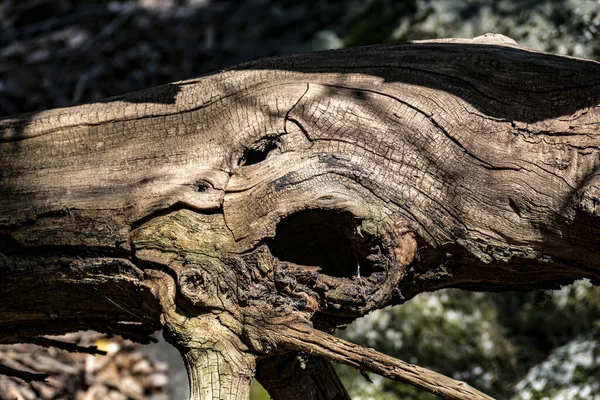 Een Oude Boomstam Gegroeid Het Bos — Stockfoto