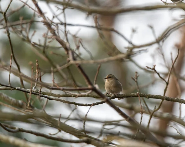 Bellissimo Scatto Uccello Seduto Ramo Albero — Foto Stock