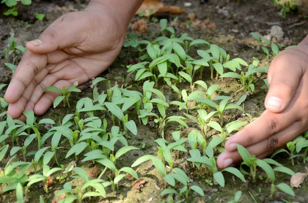 Gros Plan Mains Tenant Des Plantules Fraîches Dans Sol Concept — Photo