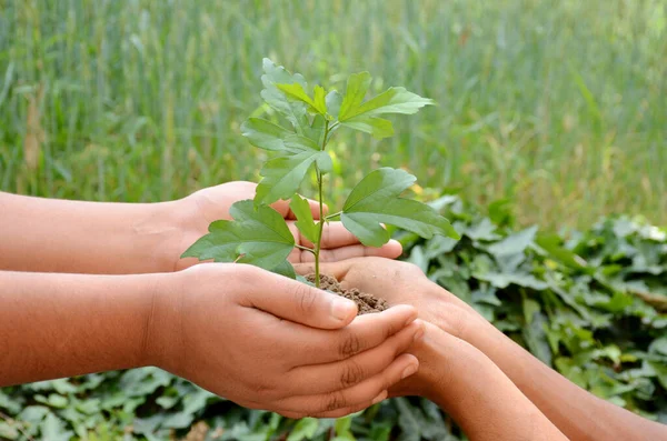 Gros Plan Mains Tenant Soignant Une Jeune Plante Verte Concept — Photo