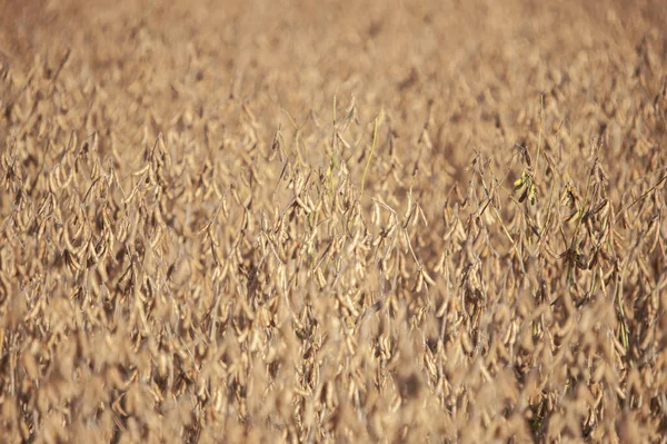 Altın Soya Tarlasında Soya Fasulyesi Bitkilerinin Seçici Odak Noktası — Stok fotoğraf